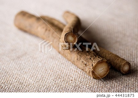 土付きごぼう 44431875