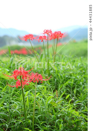 大原の里の曼殊沙華 44431885