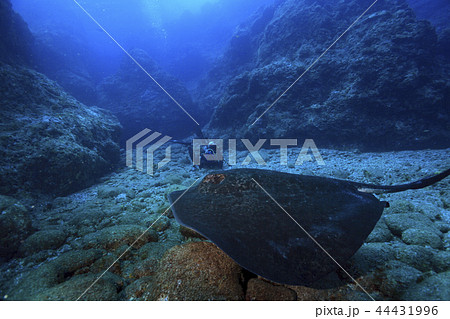 写真を撮るダイバーを威嚇するマダラエイ 44431996