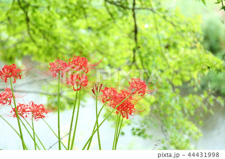 大原の里の曼殊沙華 大原の里の曼殊沙華 44431998