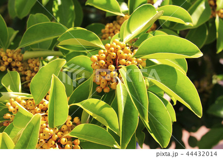 クロガネモチ 44432014