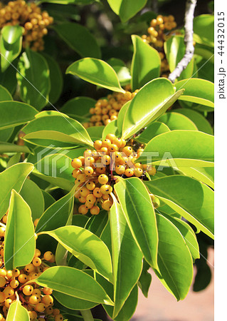 クロガネモチ 44432015