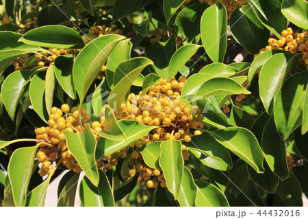 クロガネモチ 44432016