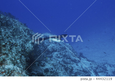 小笠原の海でホバーリングするマダラトビエイ 小笠原の海でホバーリングするマダラトビエイ 44432119