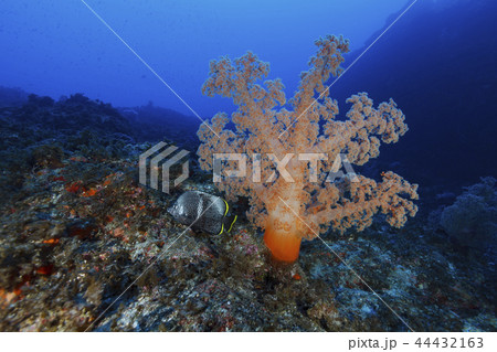 ウミトサカの前を泳ぐ日本固有種のユウゼン 44432163