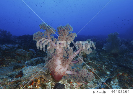 小笠原　ウミトサカの仲間 44432164