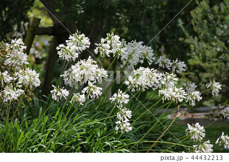 アガパンサス 44432213