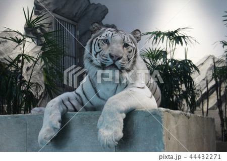 ニフレル 44432271