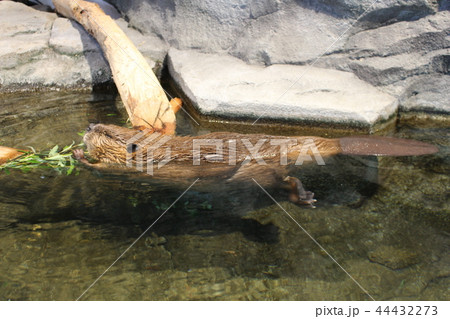 ニフレル 44432273