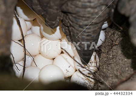 卵を産むアオウミガメ 44432334