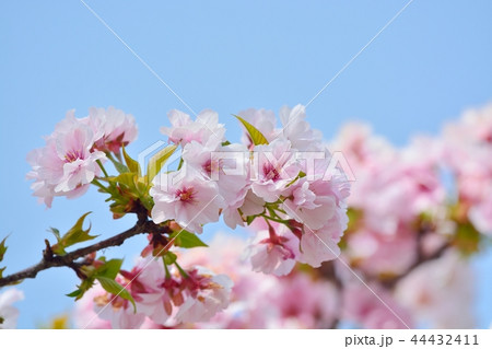 満開の高砂桜 44432411