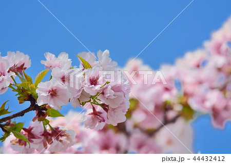 満開の高砂桜 44432412