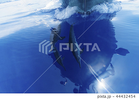 ボートの舳先を泳ぐハシナガイルカ ボートの舳先を泳ぐハシナガイルカ 44432454