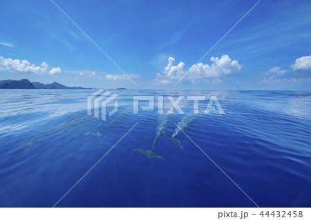 ボートの舳先を泳ぐハシナガイルカ 44432458