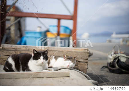 田代島のネコ 44432742