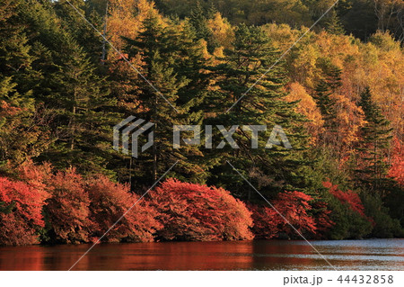 白駒池の紅葉 44432858