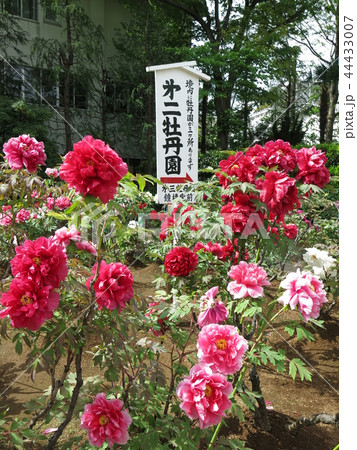 ボタンが咲き誇る春の西新井大師(第2ぼたん園) ボタンが咲き誇る春の西新井大師(第2ぼたん園) 44433007