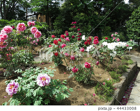 ボタンが咲き誇る春の西新井大師（第2ぼたん園） 44433008