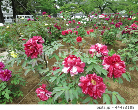 ボタンが咲き誇る春の西新井大師(第2ぼたん園) ボタンが咲き誇る春の西新井大師(第2ぼたん園) 44433188