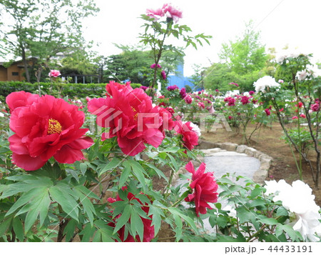 ボタンが咲き誇る春の西新井大師(第2ぼたん園) ボタンが咲き誇る春の西新井大師(第2ぼたん園) 44433191