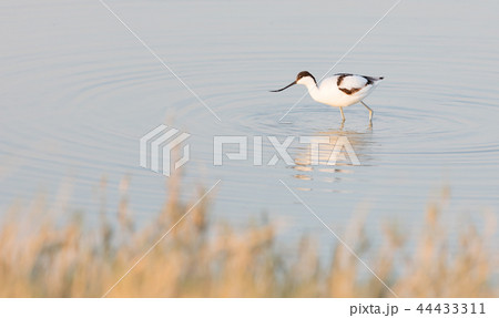 Pied avocet (Recurvirostra avosetta) 44433311