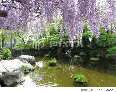 藤が咲く春の西新井大師 藤が咲く春の西新井大師 44433622