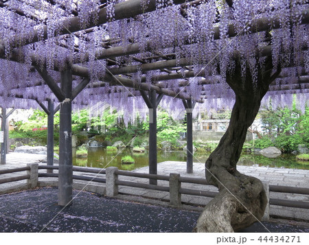 藤が咲く春の西新井大師 44434271