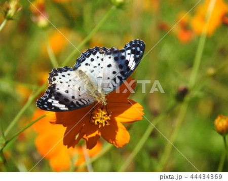 突然変異で白化した「ツマグロヒョウモン」（雌）の写真素材 [44434369