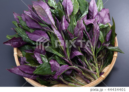金時草 金時草 44434401