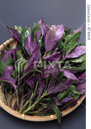 金時草 金時草 44434402