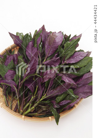 金時草 金時草 44434421