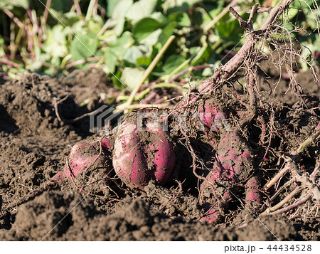 掘ったばかりのさつまいも 畑にて 44434528