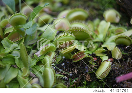 ハエトリグサ 44434792