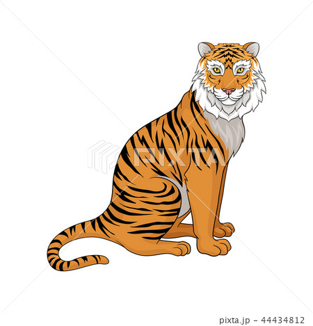 Powerful tiger sitting isolated on white background, side view. Wild animal with orange coat and Powerful tiger sitting isolated on white background, side view. Wild animal with orange coat and 44434812