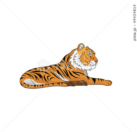 Vector illustration of adult tiger laying isolated on white background. Large wild animal with 44434814