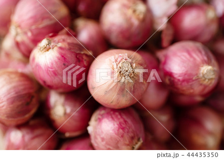 Red shallot onion, herb and spice, food ingredient 44435350