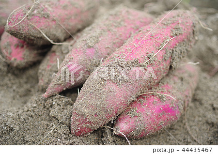 さつまいも さつまいも 44435467