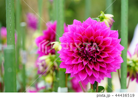 可愛いダリア４ 44436519
