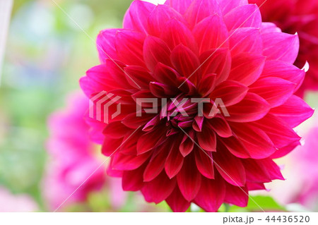 ダリアの世界3 ダリアの世界3 44436520