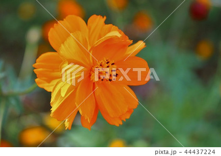 オレンジ色のコスモスの花の写真素材