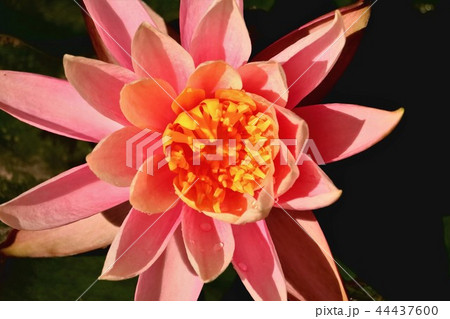 ピンク色の睡蓮の花 ピンク色の睡蓮の花 44437600