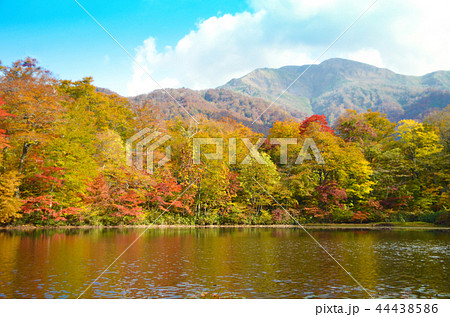 刈込池 紅葉 白山国立公園 刈込池 紅葉 白山国立公園 44438586