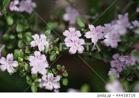 ピンクの白丁花 ピンクミスティックの写真素材