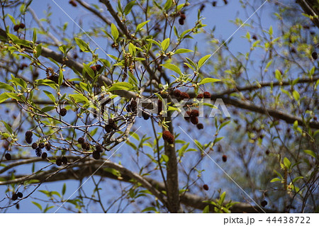 榛の木 ハンノキ 花言葉は 不屈の心 の写真素材 44438722 Pixta