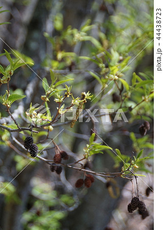 榛の木 ハンノキ 花言葉は 不屈の心 の写真素材