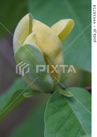 黄色いモクレン　黄木蓮　花言葉は「自然への愛」 44438758