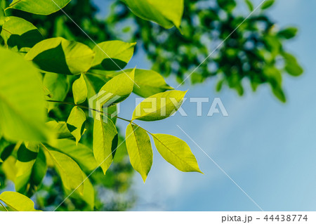 Backlit Fresh Green Tree Leaves In Summer 44438774