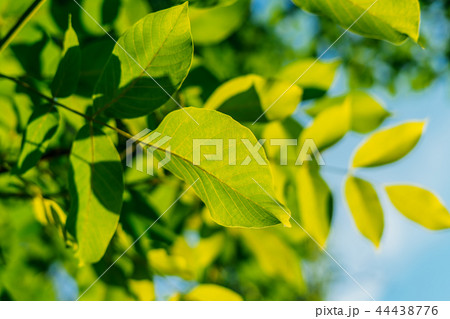 Backlit Fresh Green Tree Leaves In Summer 44438776