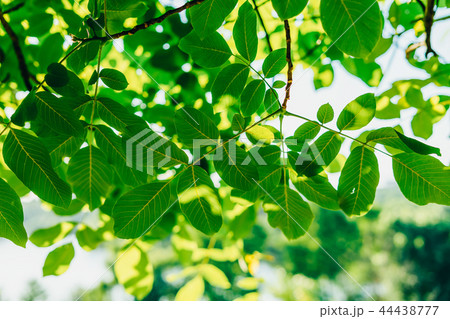 Backlit Fresh Green Tree Leaves In Summer 44438777