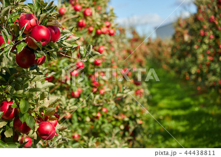Shiny delicious apples hanging from a tree branch Shiny delicious apples hanging from a tree branch 44438811